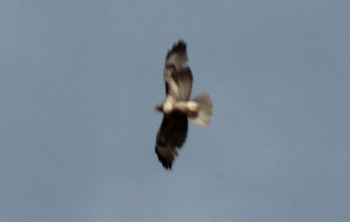 Red-tailed Hawk - Brad Rumble