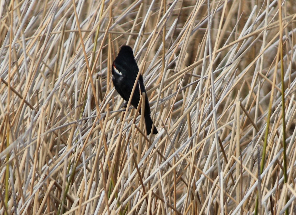 Tricolored Blackbird - ML54788711