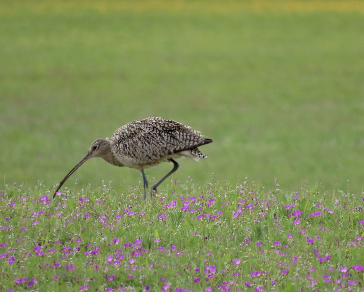 Long-billed Curlew - ML547888551