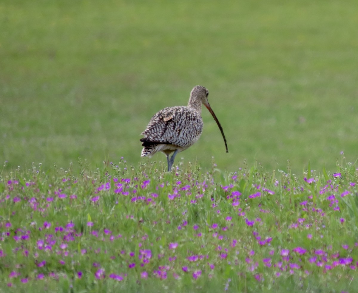 Long-billed Curlew - ML547888561