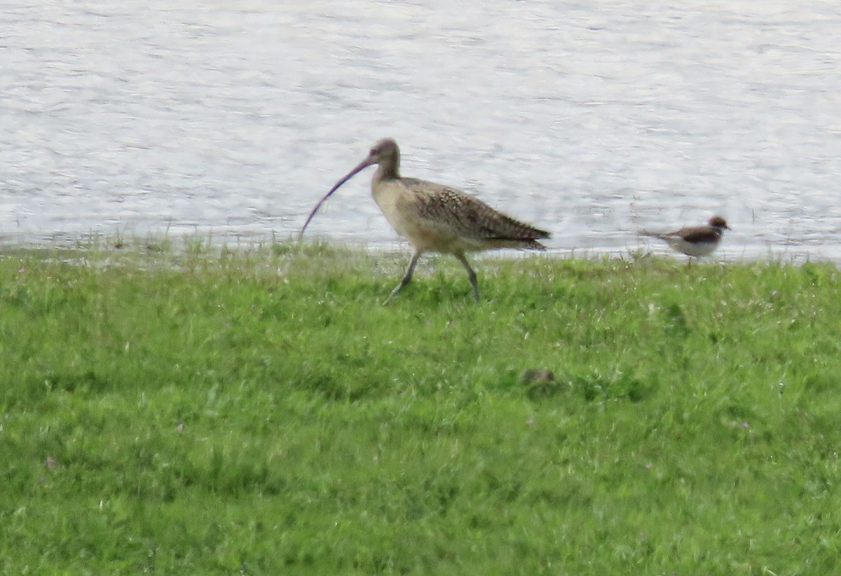 Long-billed Curlew - ML547888591