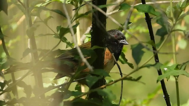 Spotted Towhee (Olive-backed) - ML547889081