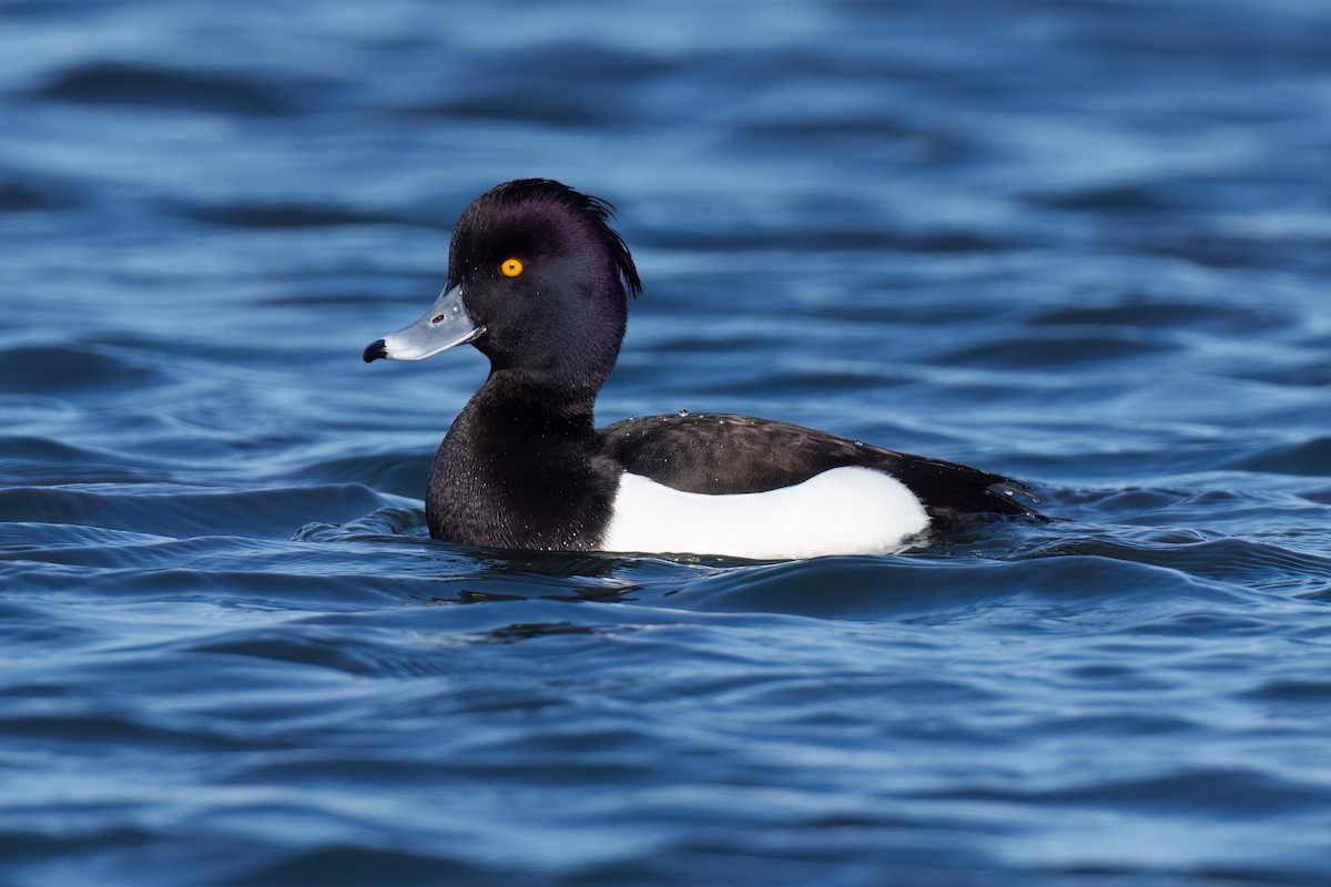 Tufted Duck - ML547889311