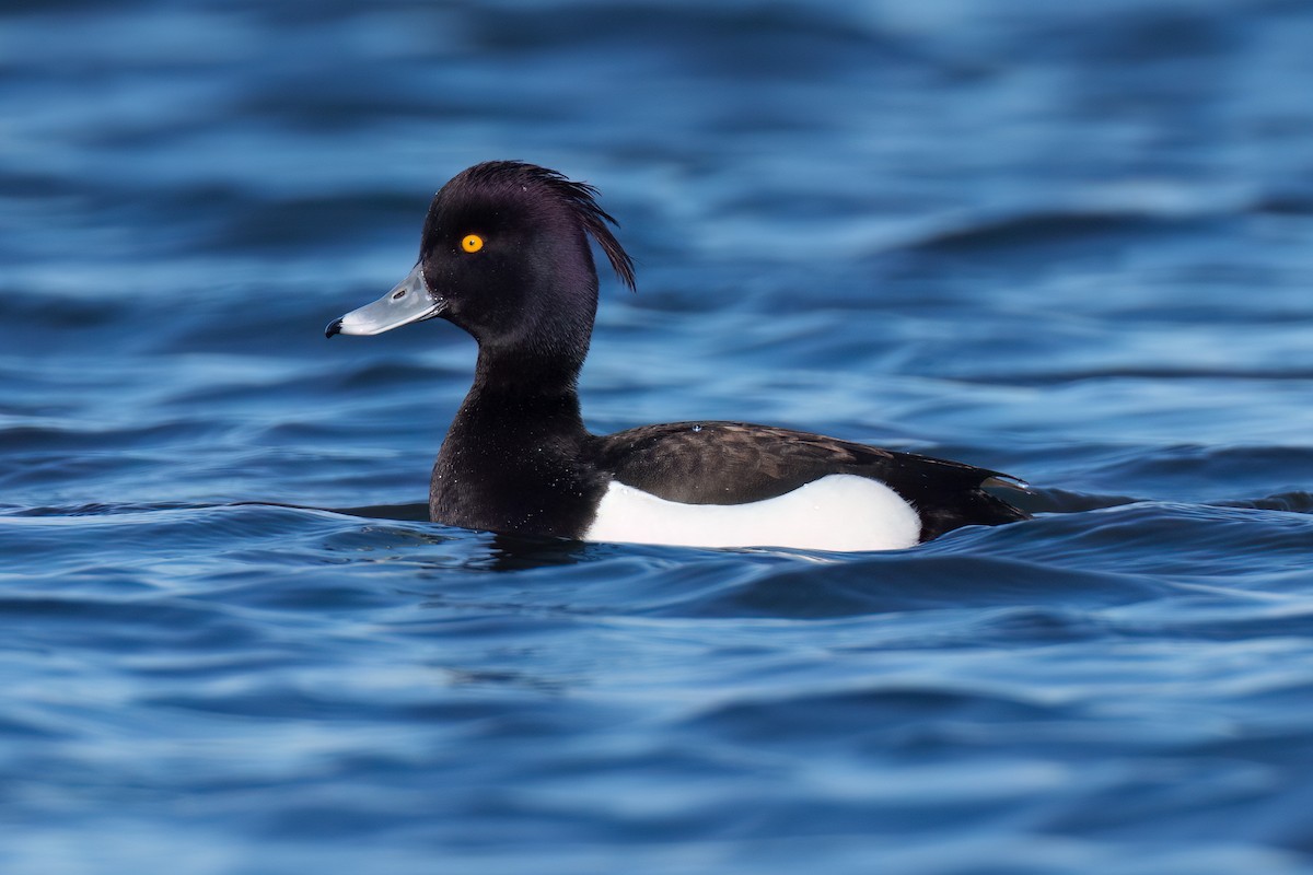 Tufted Duck - ML547889351