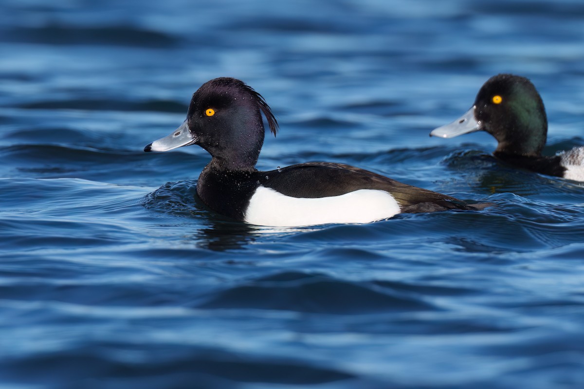 Tufted Duck - ML547889391