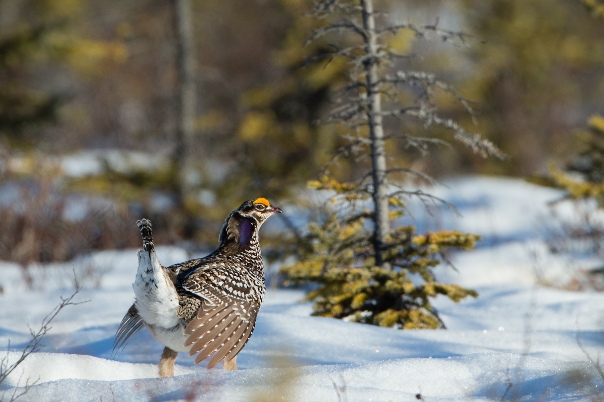 Sharp-tailed Grouse - Eric Youngblood