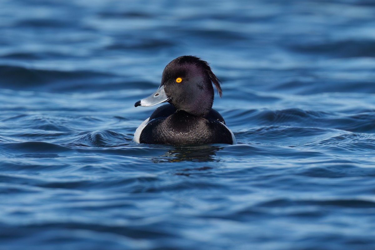 Tufted Duck - ML547892361