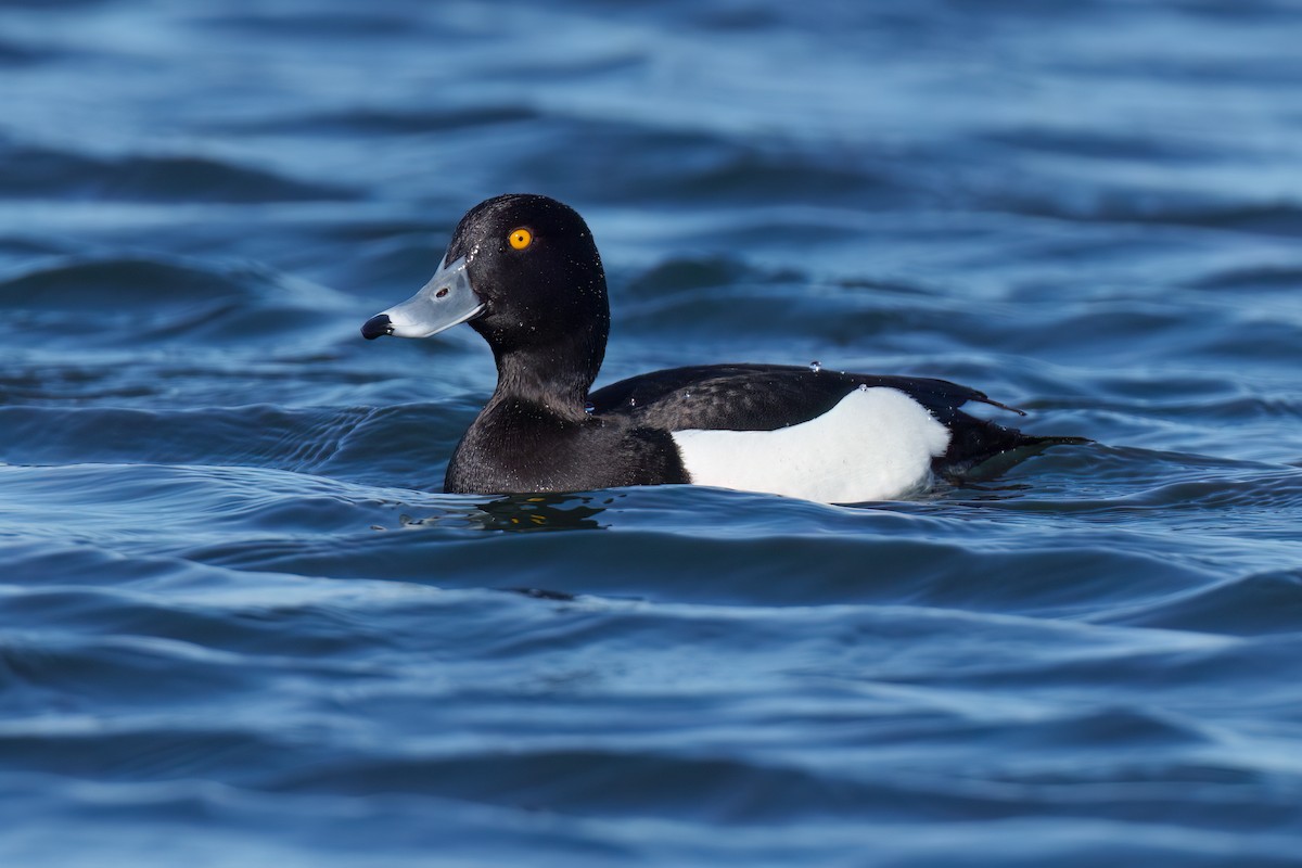 Tufted Duck - ML547892401