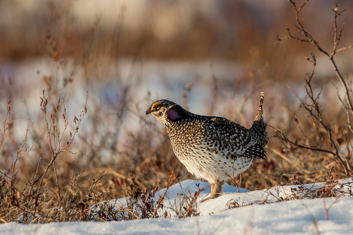 Sharp-tailed Grouse - Eric Youngblood