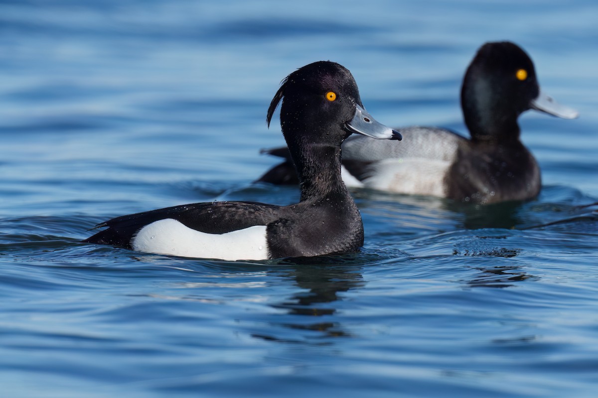 Tufted Duck - ML547893681