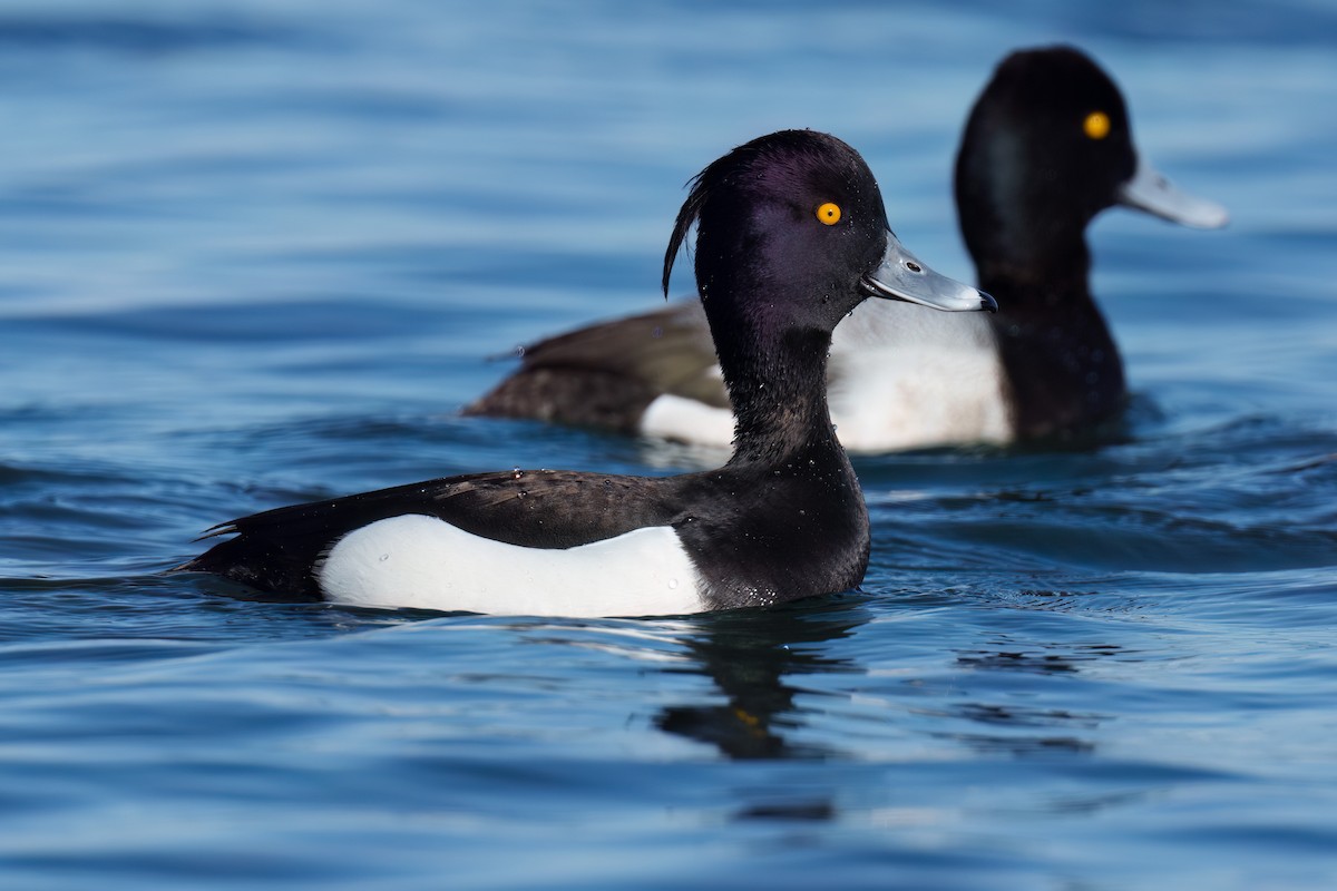 Tufted Duck - ML547893811