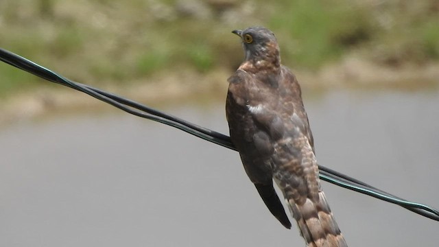 Common Hawk-Cuckoo - ML547894291