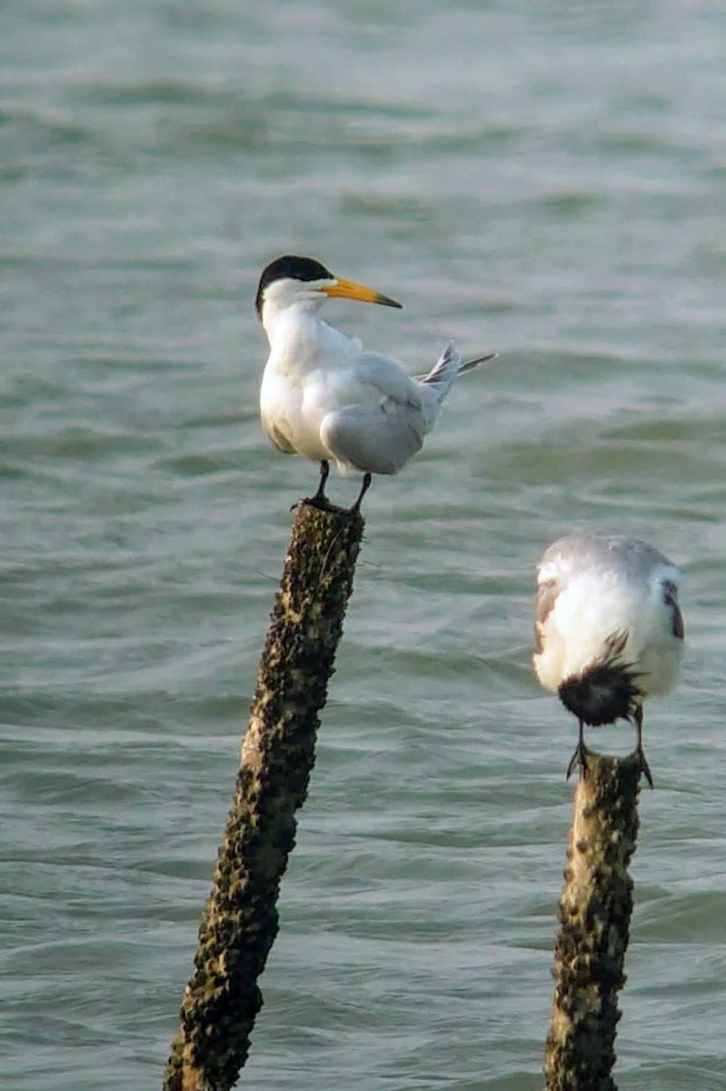Chinese Crested Tern - ML547902091