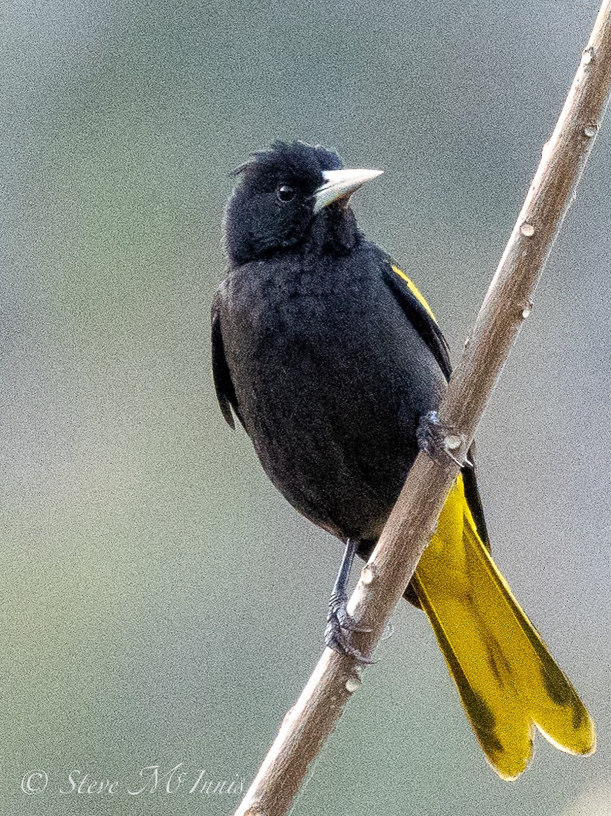 Yellow-winged Cacique - ML547903201