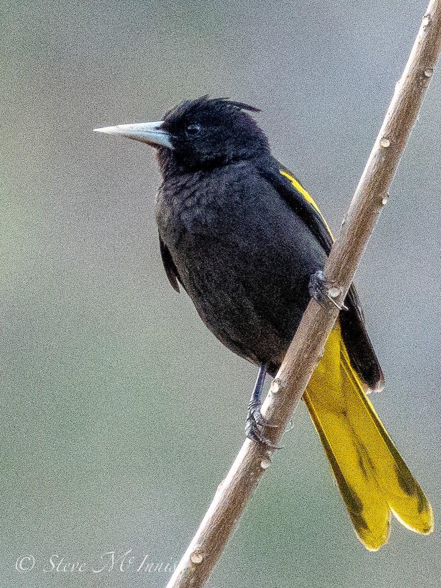 Yellow-winged Cacique - ML547903211