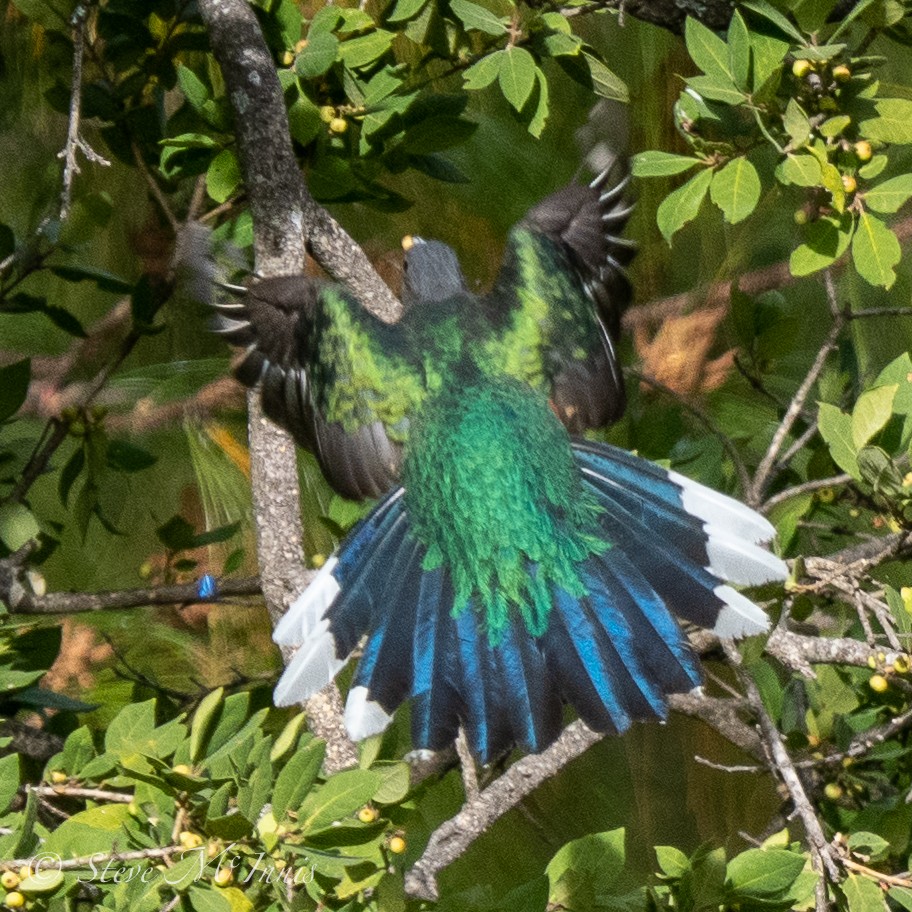 Quetzal oreillard - ML547907381