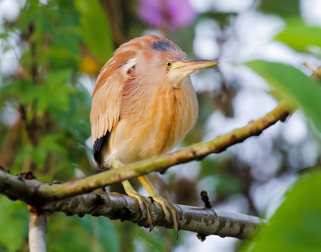 Female Definitive Basic frontal view. - Yellow Bittern - 