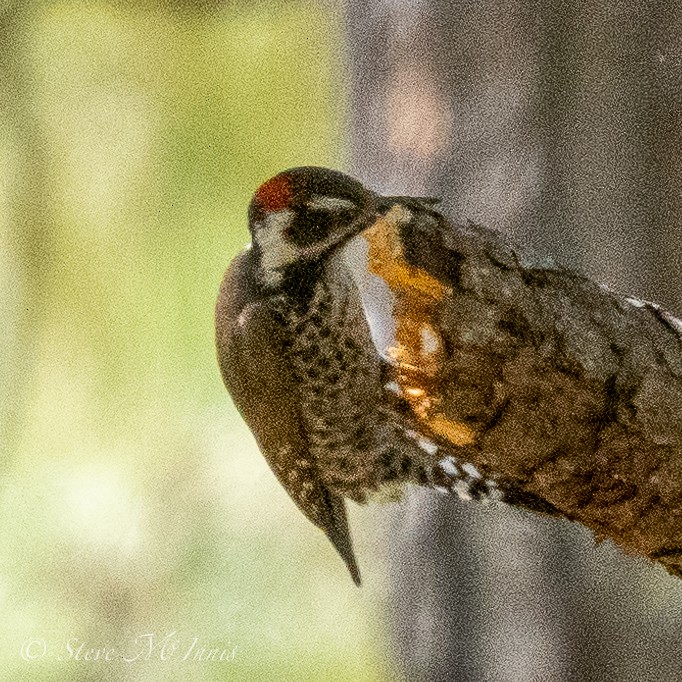 Arizona Woodpecker - Steve McInnis