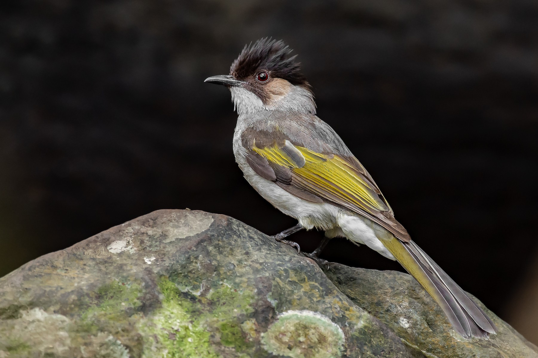 Ashy Bulbul (Ashy) - eBird