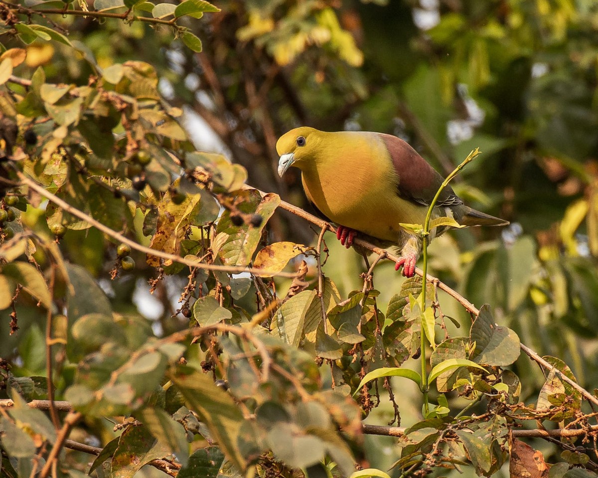 Wedge-tailed Green-Pigeon - ML547921201