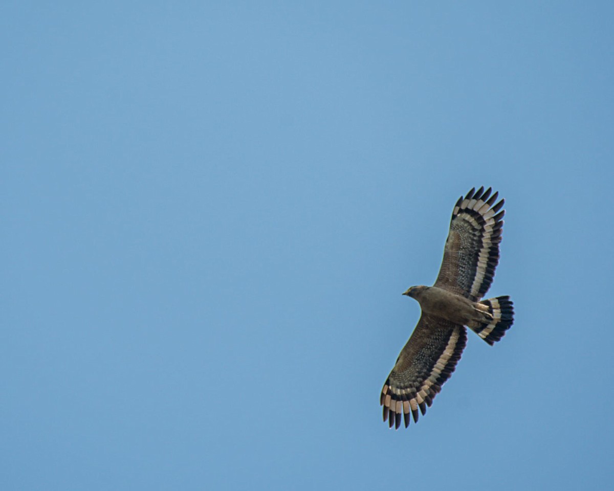 Crested Serpent-Eagle - ML547922491