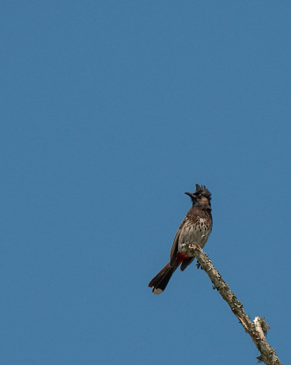 Red-vented Bulbul - ML547922591