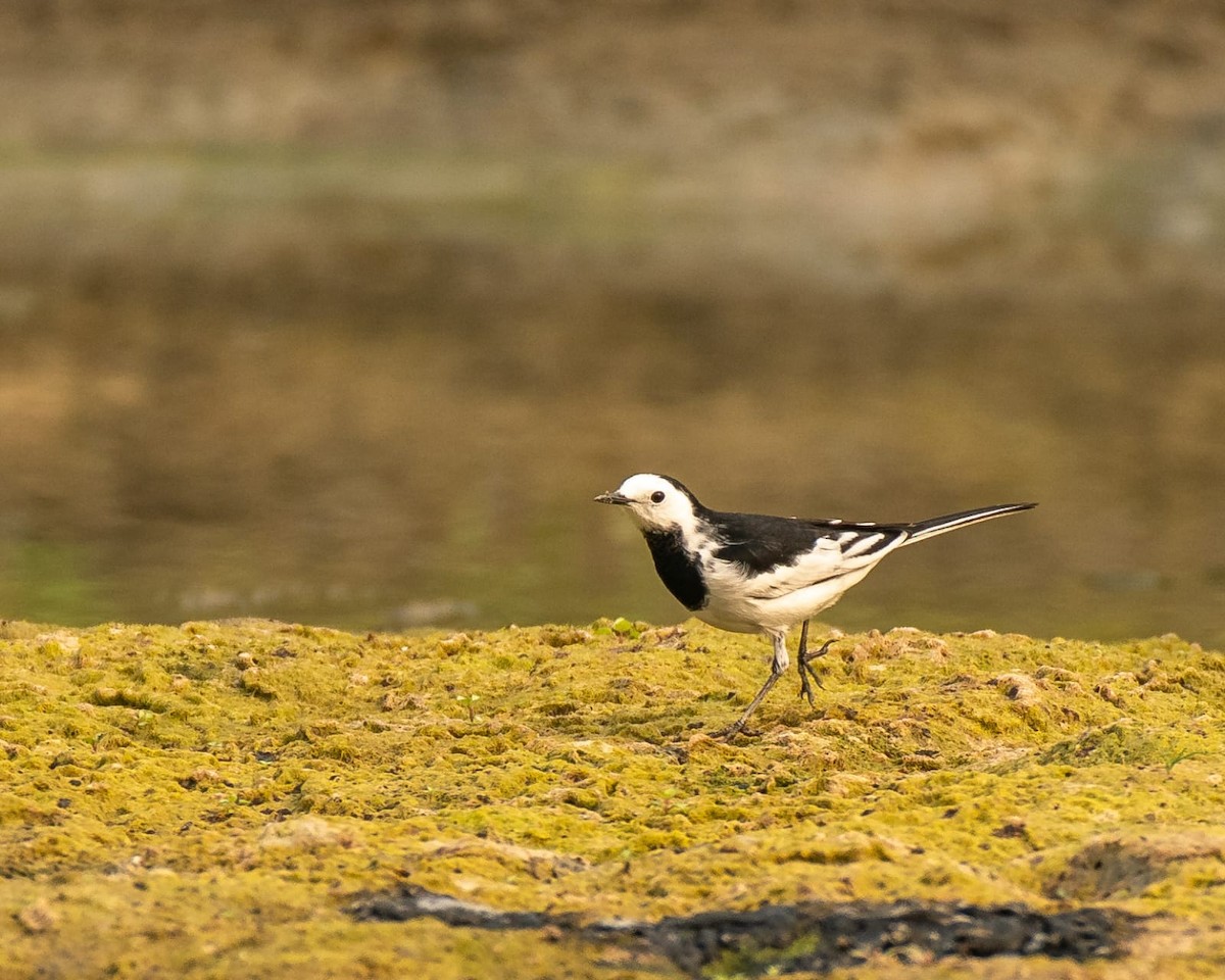 White Wagtail - Dijeesh V