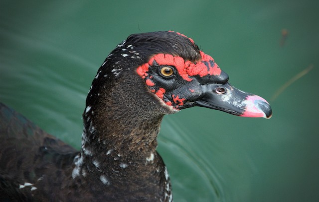 VIRGINIA DUCKS