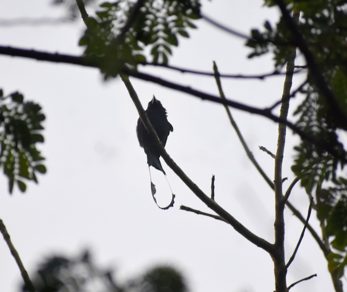 Greater Racket-tailed Drongo - ML547925241