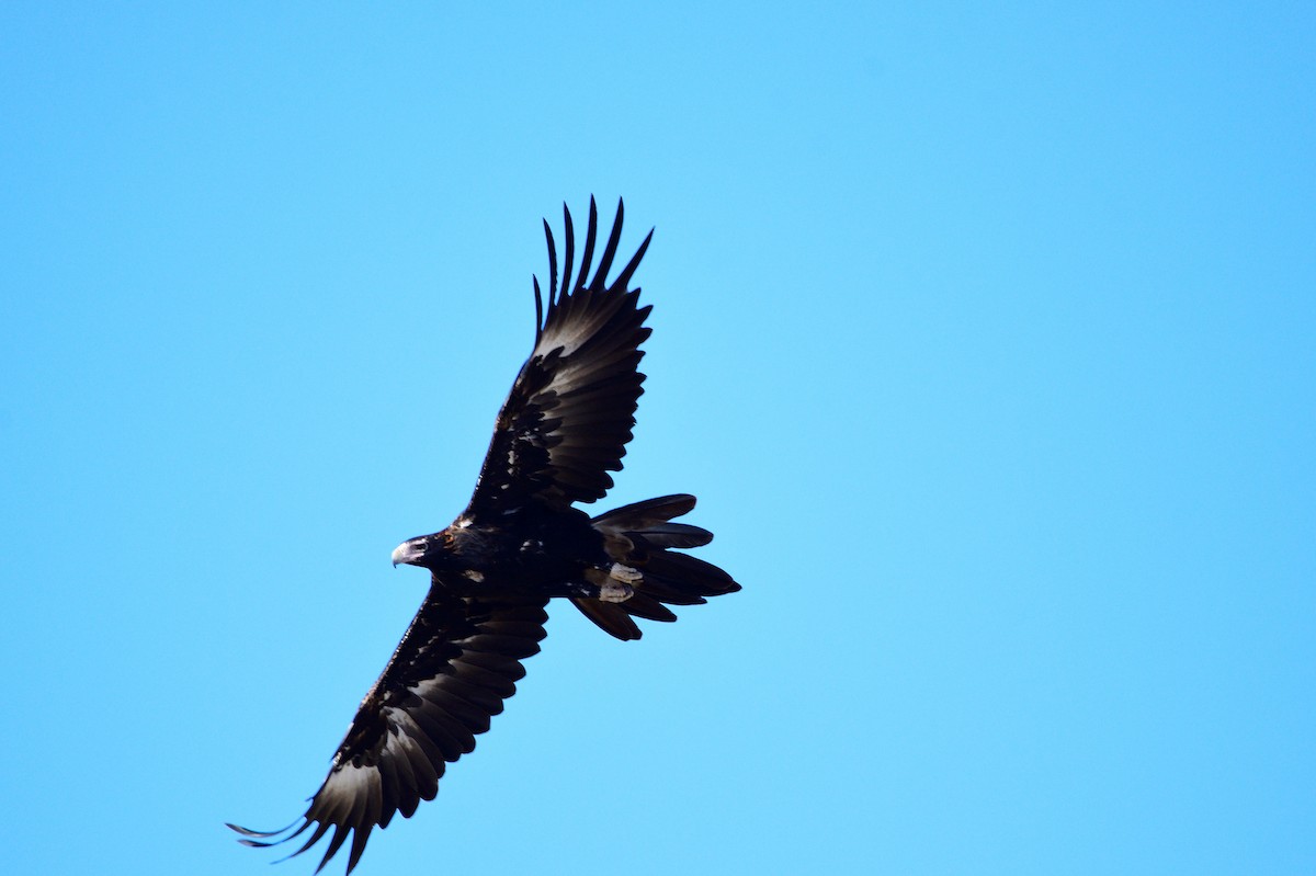 Wedge-tailed Eagle - ML547925761