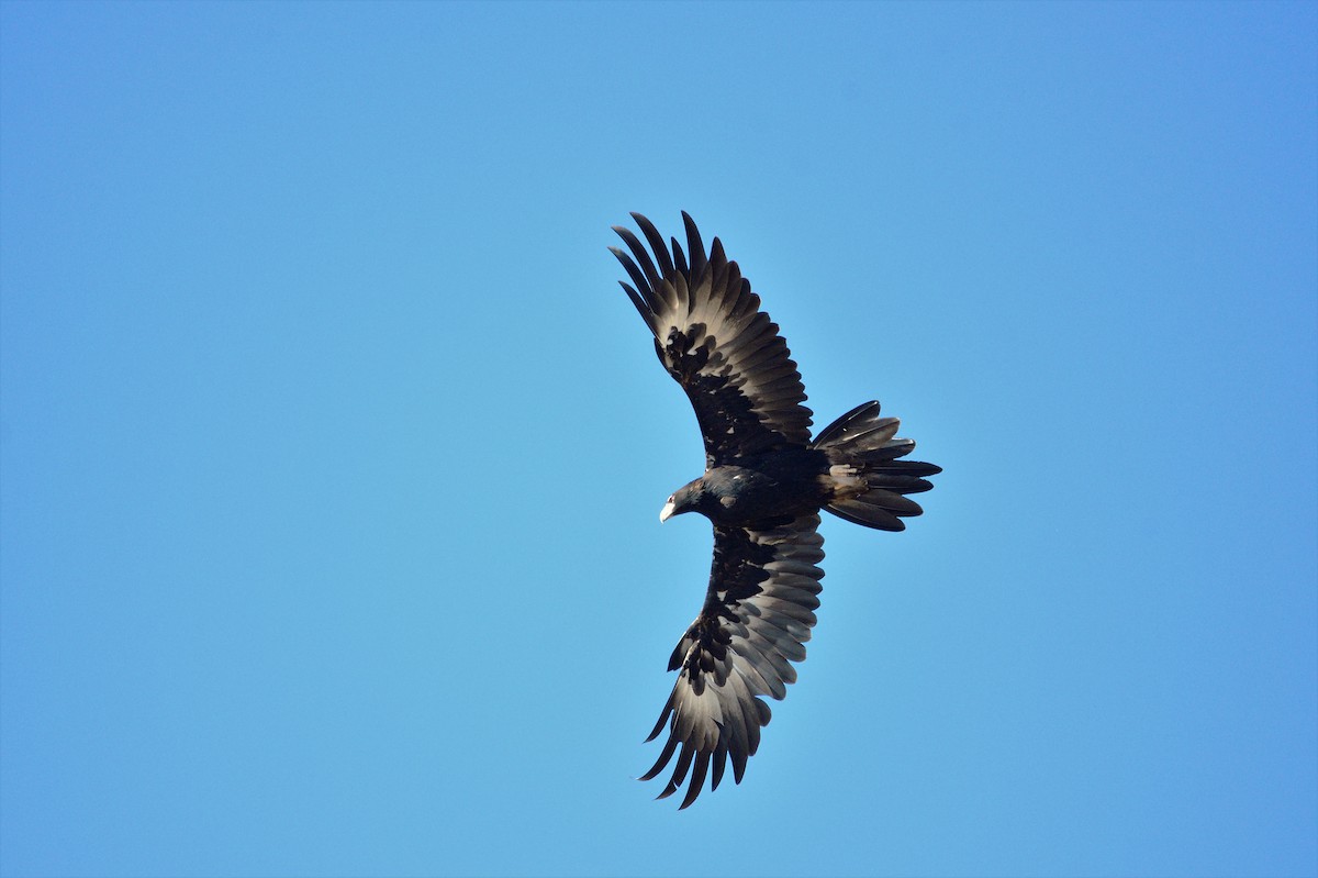 Wedge-tailed Eagle - ML547925781
