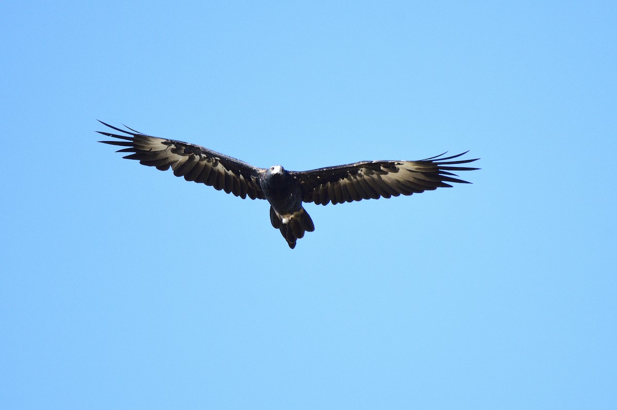 Wedge-tailed Eagle - ML547925801