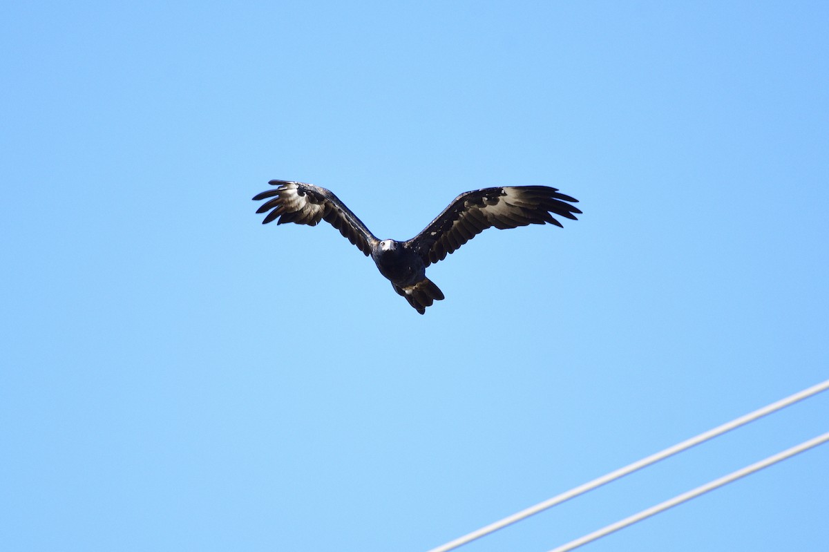 Wedge-tailed Eagle - ML547925811