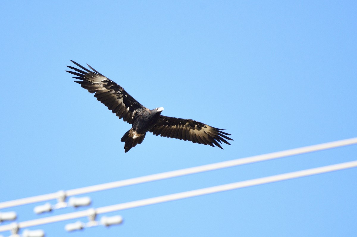 Wedge-tailed Eagle - ML547925821