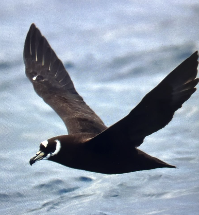 Spectacled Petrel - ML547927321