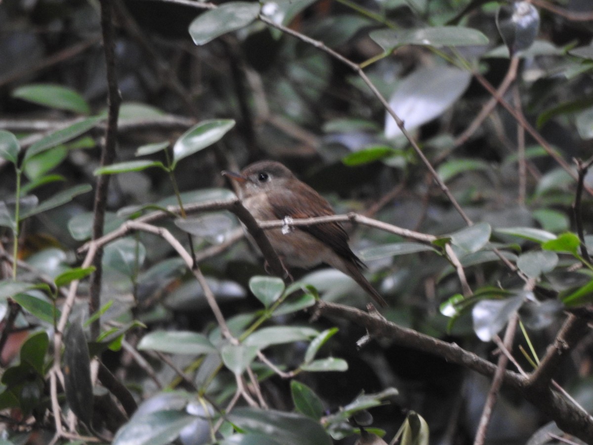 Brown-breasted Flycatcher - ML547927761
