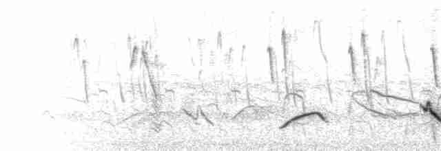  - Red-crested Cardinal