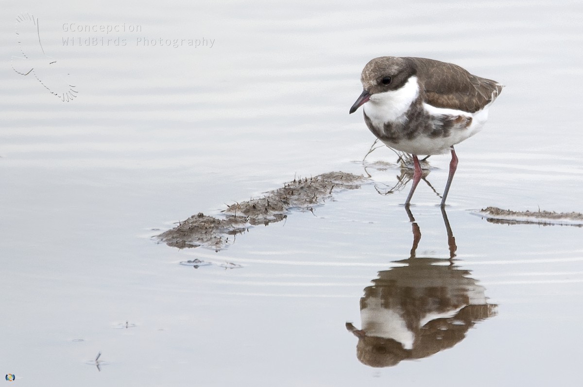 Red-kneed Dotterel - ML54793241