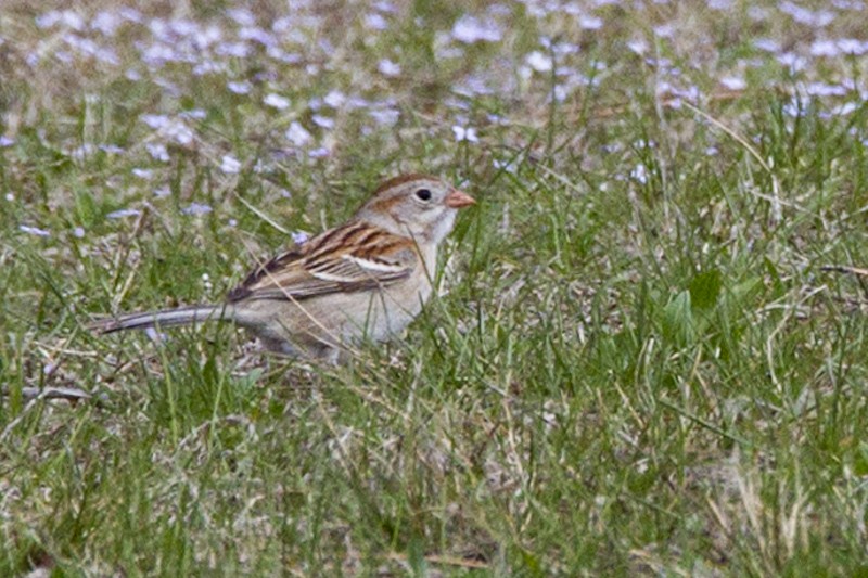 Field Sparrow - Ernst Mutchnick