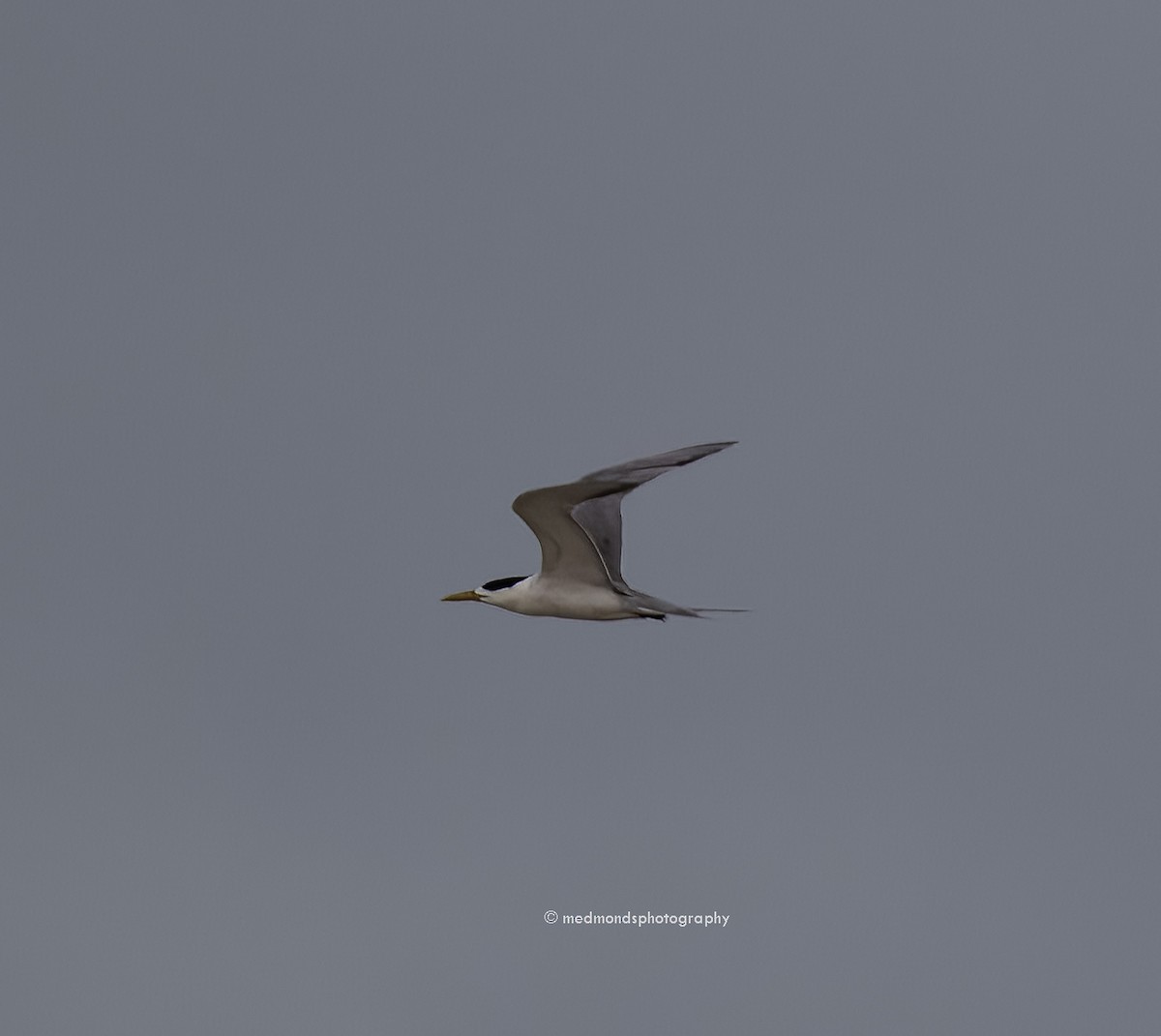Little Tern - ML547933011
