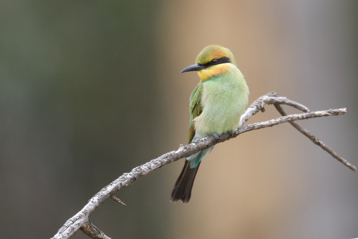 Rainbow Bee-eater - ML547934301