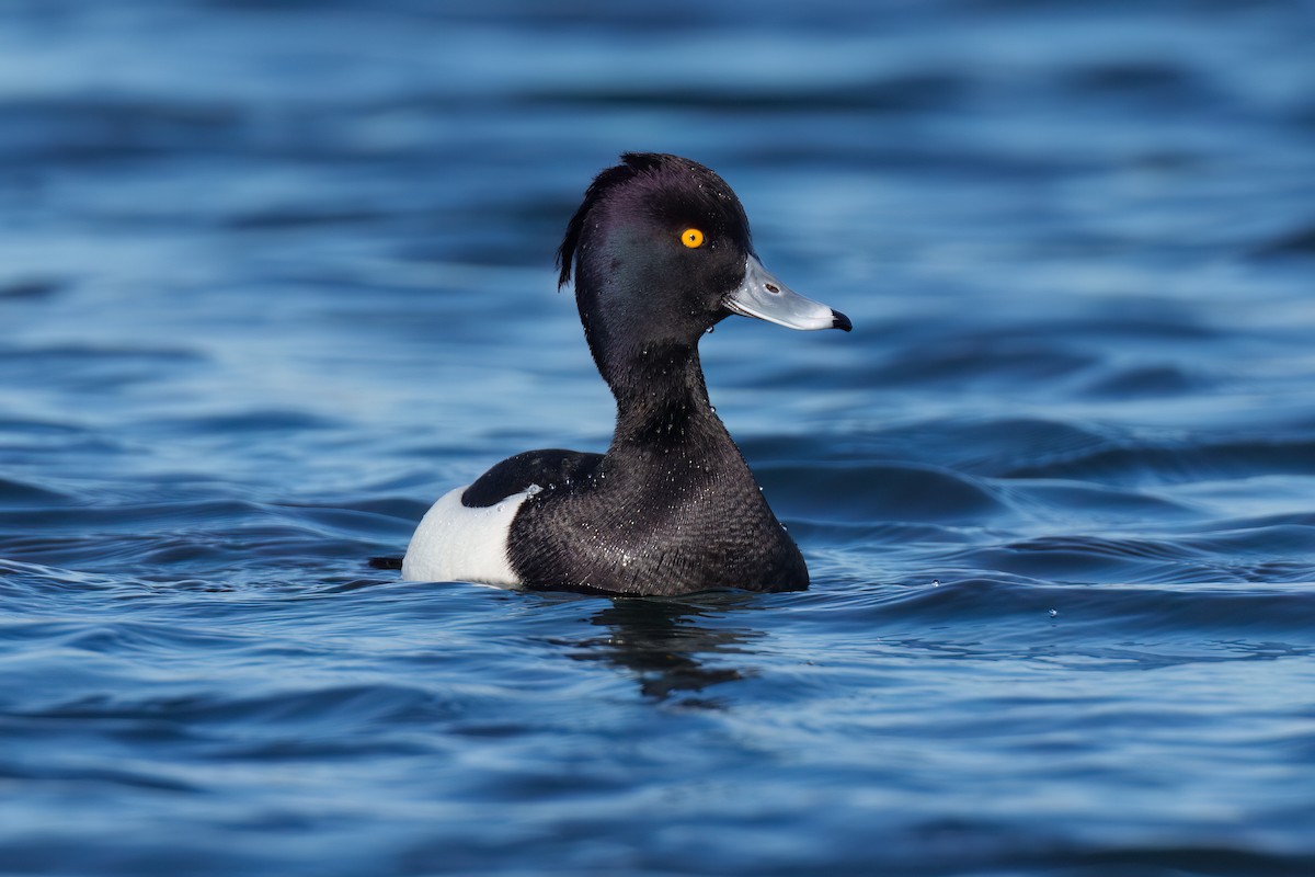 Tufted Duck - ML547935891