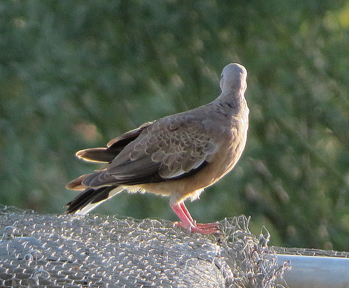 Spotted Dove - ML547937761