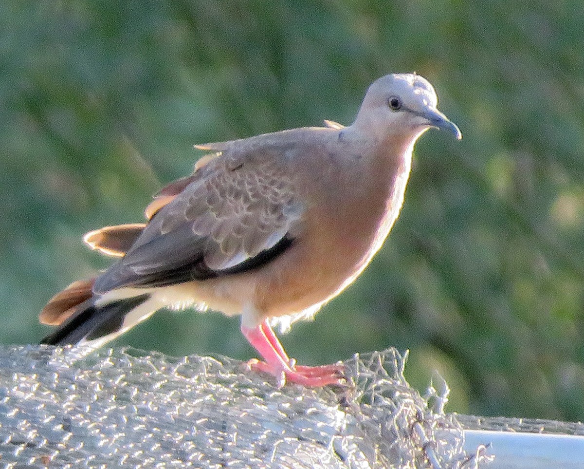 Spotted Dove - ML547937991