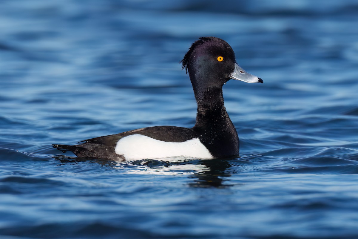 Tufted Duck - ML547938901