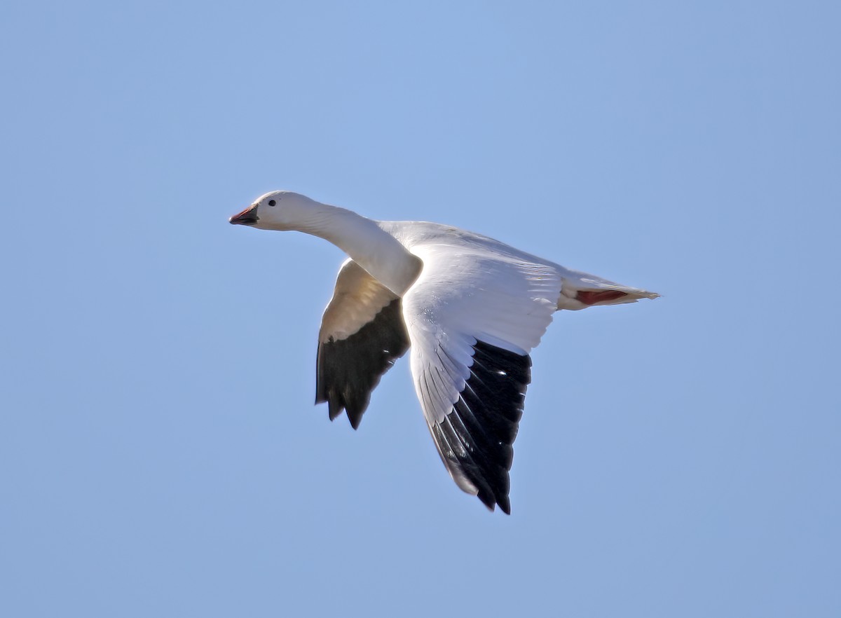 Snow x Ross's Goose (hybrid) - ML547939611