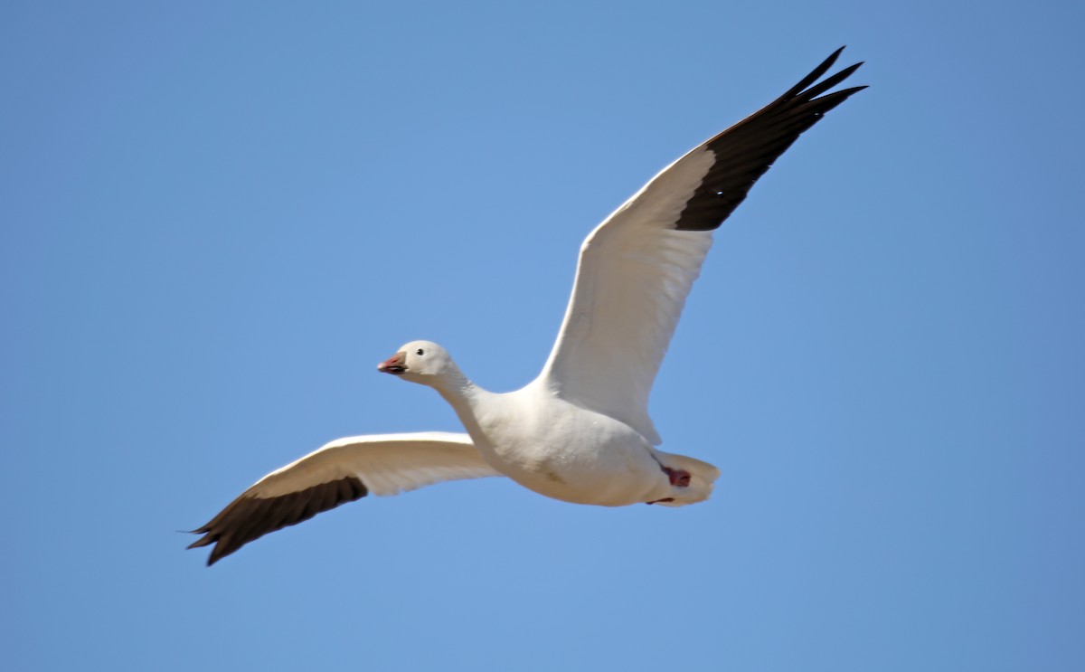 Snow x Ross's Goose (hybrid) - ML547939621