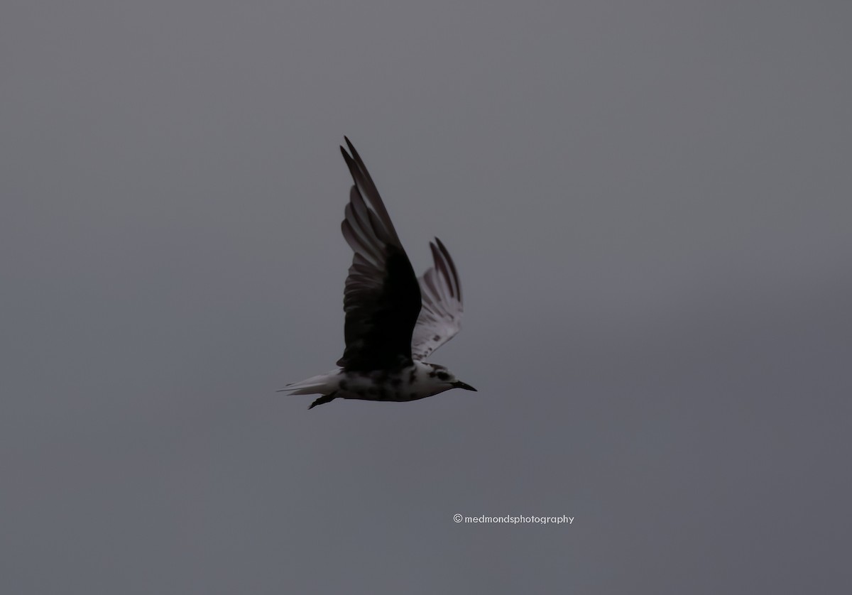White-winged Tern - ML547941241