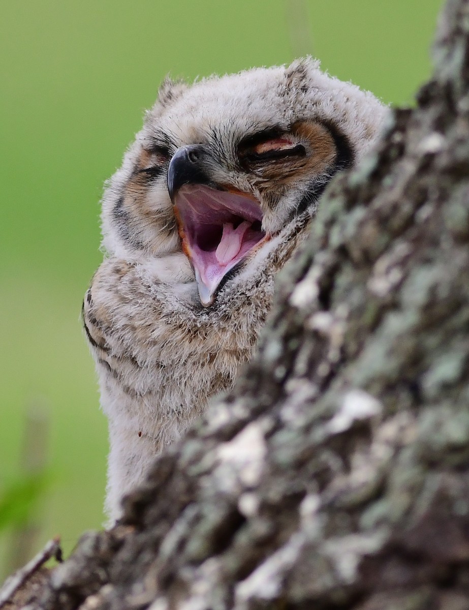 Great Horned Owl - Jim Bille