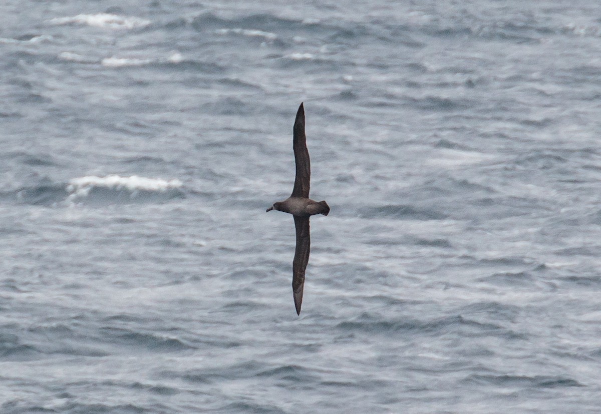 Black-footed Albatross - ML547942751